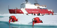 image: Arctic Bloomers