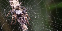 image: Spider Sculpts Fake Spider