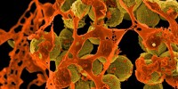 image: Real-time Outbreak Sequencing