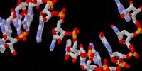 image: Evolution by Splicing