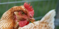 image: The End of Days for H5N1 Moratorium?