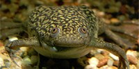image: Is Frog Skin a Red Herring?