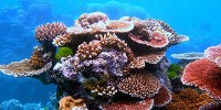 image: Deep Reef