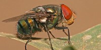 image: Fly Guts Reveal Animal Inventory