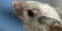 image: Deaf Mice Hear Again