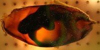 image: Predator-Savvy Shark Embryos