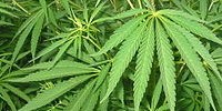 image: Does Pot Cause Mental Decline?