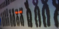 image: “Social” Chromosome Discovered