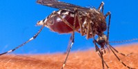 image: Will GM Insects Help Stop Disease?