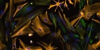 image: Opinion: Regenerating Safely