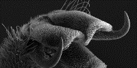 image: Image of the Day: Horsefly Claw