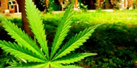 image: Is Cannabis Really That Bad?