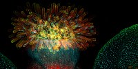 image: Image of the Day: Model Flower