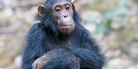 image: NIH Chimps Pushed Toward Retirement