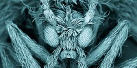 image: Image of the Day: Menacing Moth Fly
