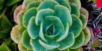 image: Image of the Day: Desert Rose