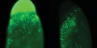 image: Stockpiling Histones