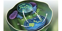 image: The Plastid Gene Shuffle