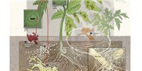 image: The Soil Microbiome