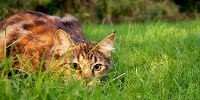image: Killer Kittens