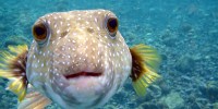 image: Image of the Day: Kissing Fish