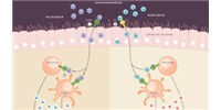 image: Rhinoviruses Exposed