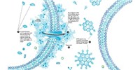 image: Freezing Cells