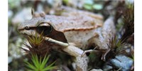 image: Frogcicle