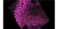 image: Go Forth, Cells