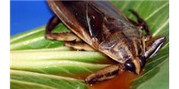 image: Bug Buffet