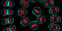 image: Image of the Day: Division Dance