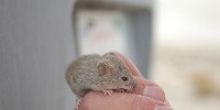 image: Why Mice Like Massages