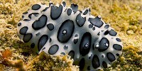 image: Image of the Day: Sniffing Slug