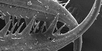 image: Image of the Day: Antlion's Mandibles