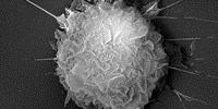 image: Image of the Day: Leukocyte Lookalike