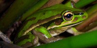 image: Opinion: Paradoxical Amphibians