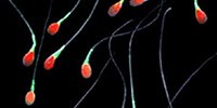 image: Fat Dads’ Epigenetic Legacy