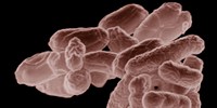 image: Bacteria Boost Vaccine Effectiveness