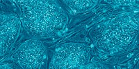 image: Unethical Stem Cells?