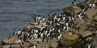 image: Oil Additive Harming Seabirds