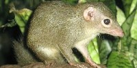 image: Placental Ancestor Found