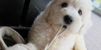 image: The Understanding Dog