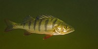 image: Drugged Fish Act Different
