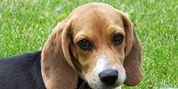 image: Dogs Cured of Type 1 Diabetes