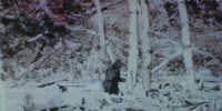 image: Bigfoot DNA is Bunk