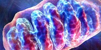 image: Mitochondria Versus Nucleus