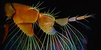 image: Image of the Day: Plankton Net