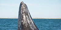 image: Braking for Whales