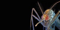 image: Bedeviled by Dengue