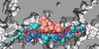 image: Antibiotic Bouncer
